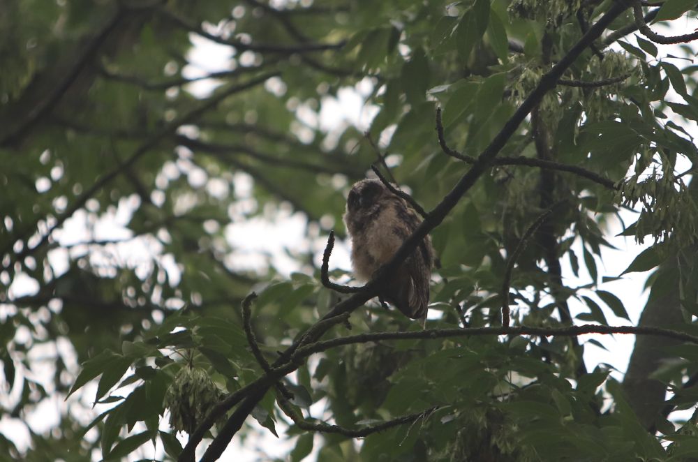 tiny brown baby owl in a tree looking in the distance to the left, pondering the existential meaning of being so cute