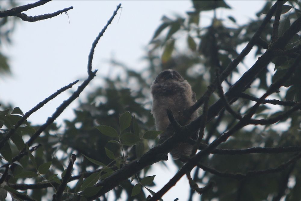 tiny brown baby owl in a tree looking slightly up and into the distance, so you can see it's extremely fluffy, pale brown stomach