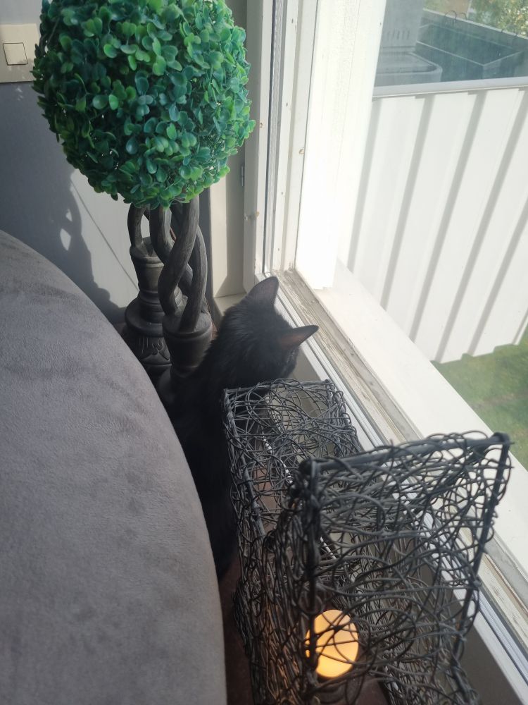 Svart kattunge sitter i fönstret på tredje våningen och tittar ut. 