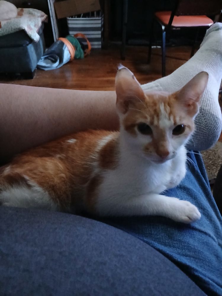 A cute kitten happy in my lap.