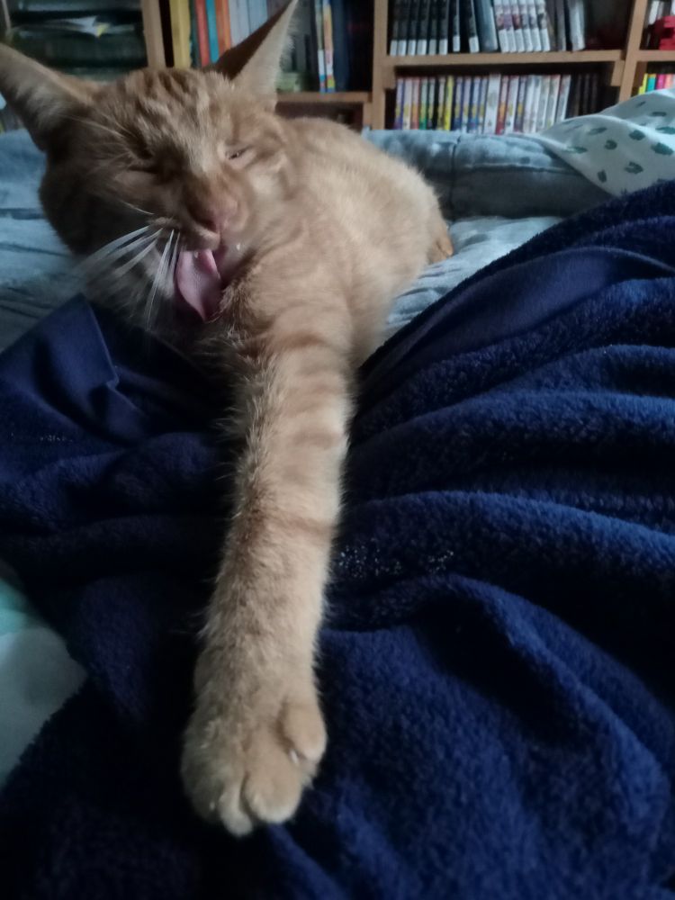 Chat roux allongé sur un lit, vu de face, avec une pattoune avant étirée. Il BAILLE à s'en décrocher la mâchoire. 