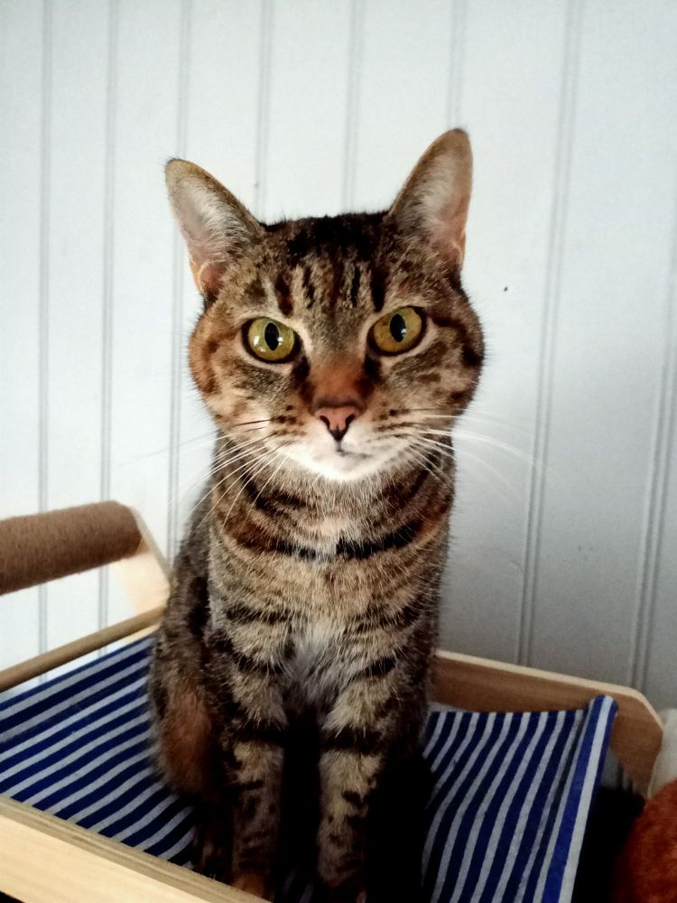 Chatte tigrée assise sur ses pattes arrières, qui vous fixe jusqu'aux tréfonds de votre âme 