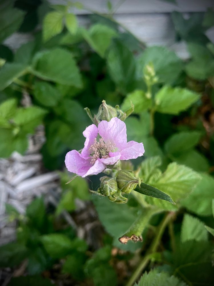 A close-up photo of a blooming blackberry flower. The delicate flower has soft, crinkled light pink petals surrounding a cluster of pale stamens and pistils at its center. A few unopened buds are clustered nearby on the same stem. The flower and buds are surrounded by green, serrated leaves, with a natural mulch layer visible on the ground in the background. The image captures the early stage of the blackberry plant’s flowering phase in a garden setting.