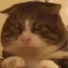 A very frightened and worried looking fat tabby cat looking off to camera right.