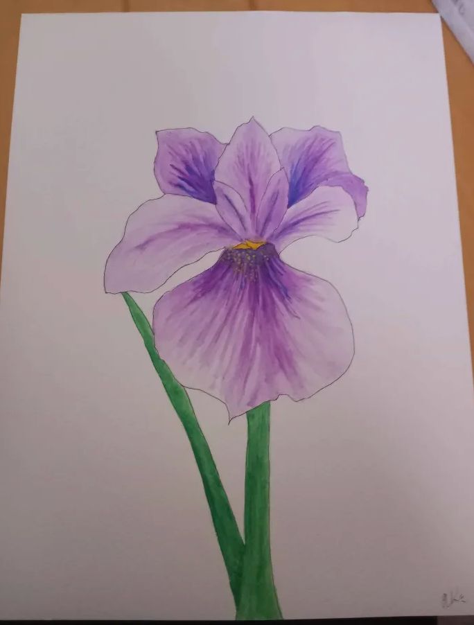 watercolor and ink drawing of a blue-purple iris on a white background.