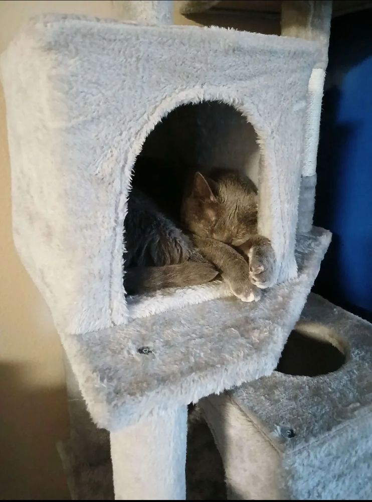 image of a little grey cat in a box part of a cat tree, sound asleep