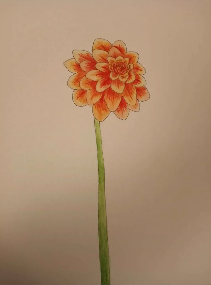 watercolor and ink drawing of a red-orange dahlia on a white background.