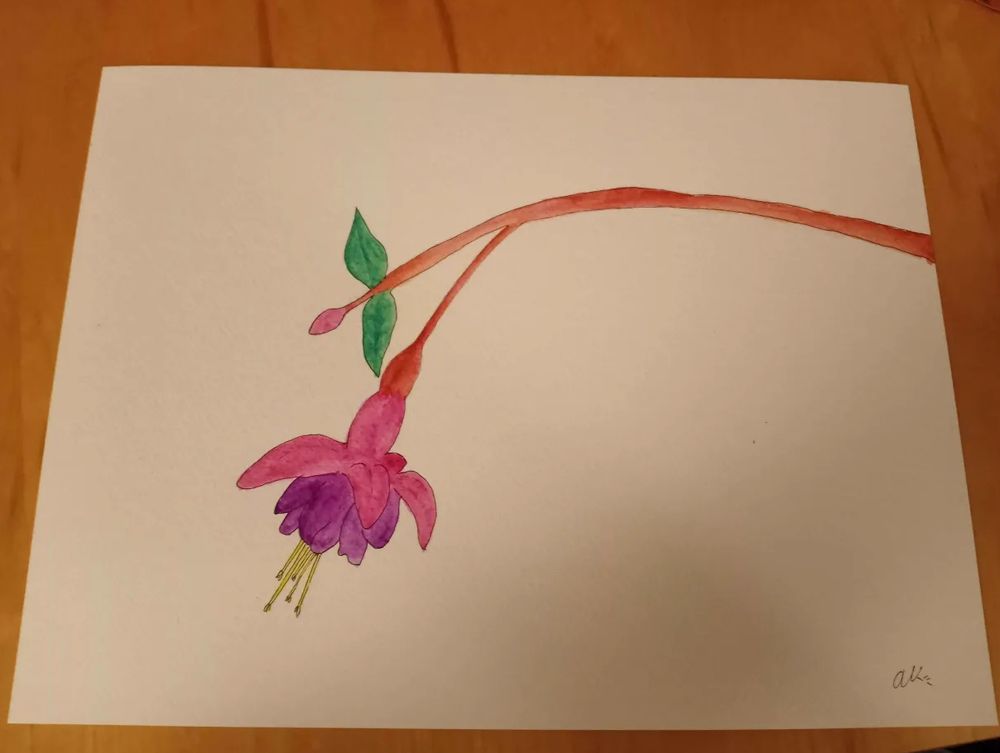 watercolor and ink drawing of a pink and purple fuchsia on a white background.