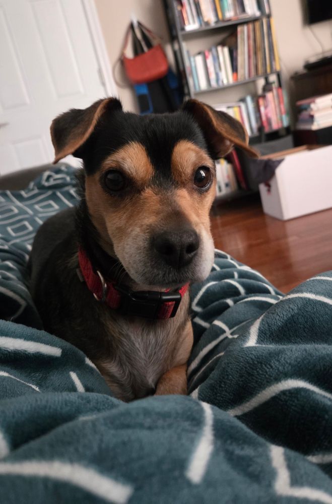 bagel laying on me and staring very intensely at the camera