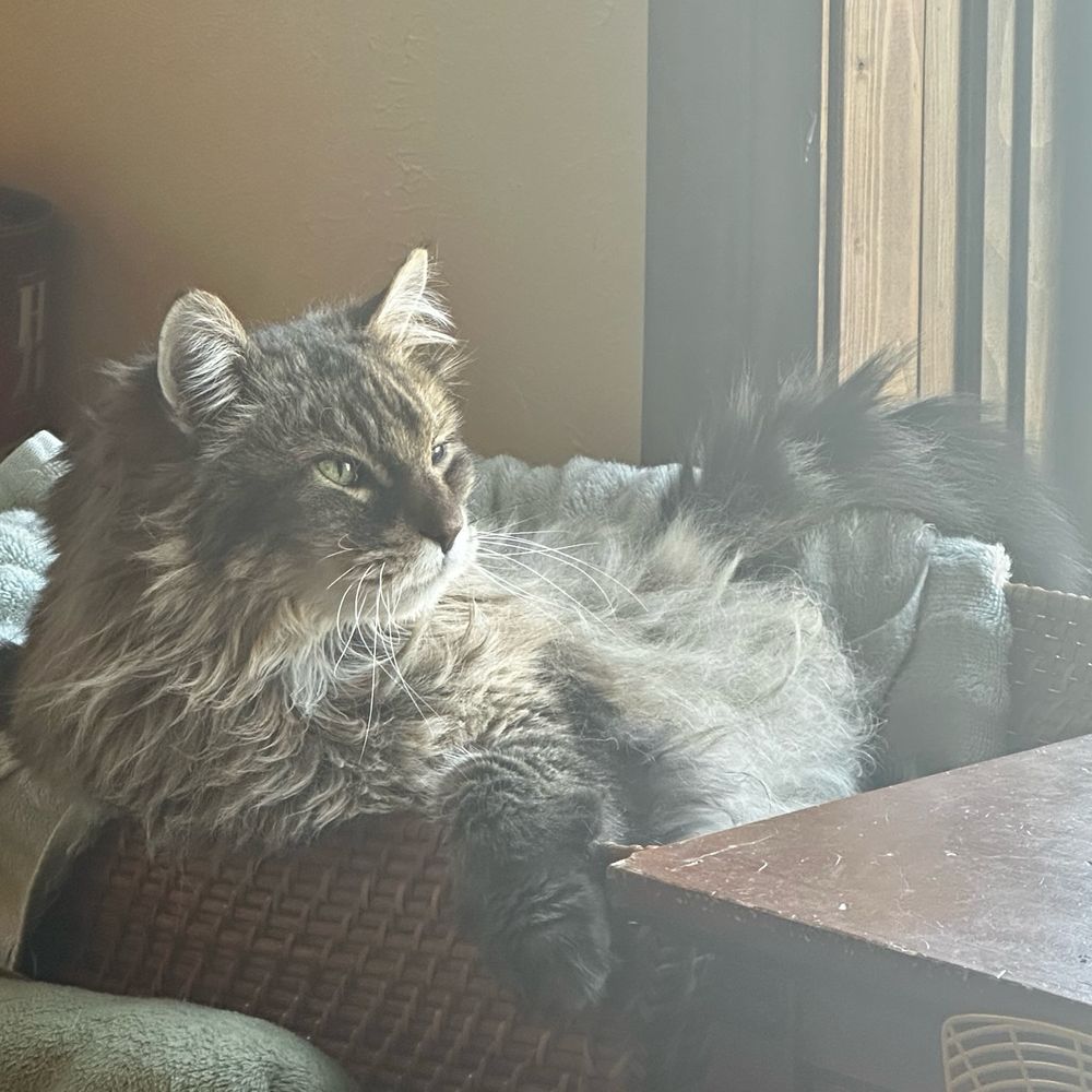 a chonky fluffy cat lounging in a wicker basket. 
