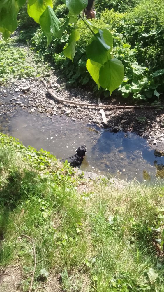 Tweed having a wee cool in Gruggie's burn (stream)