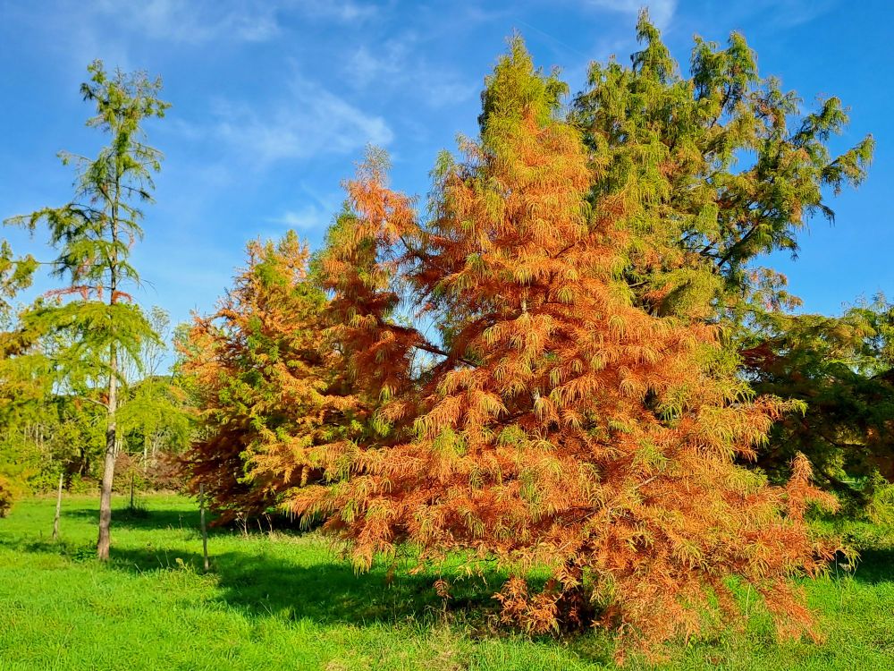 D'autres cyprès chauves