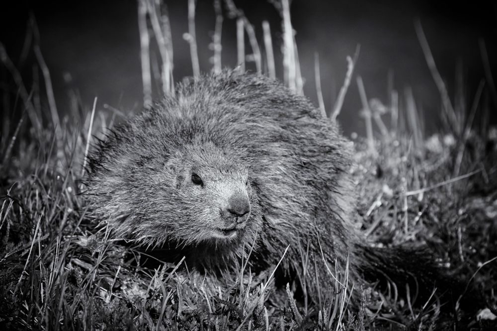 Marmotte en noir et blanc, trempée par la rosée avec plein de petites mèches hérissées