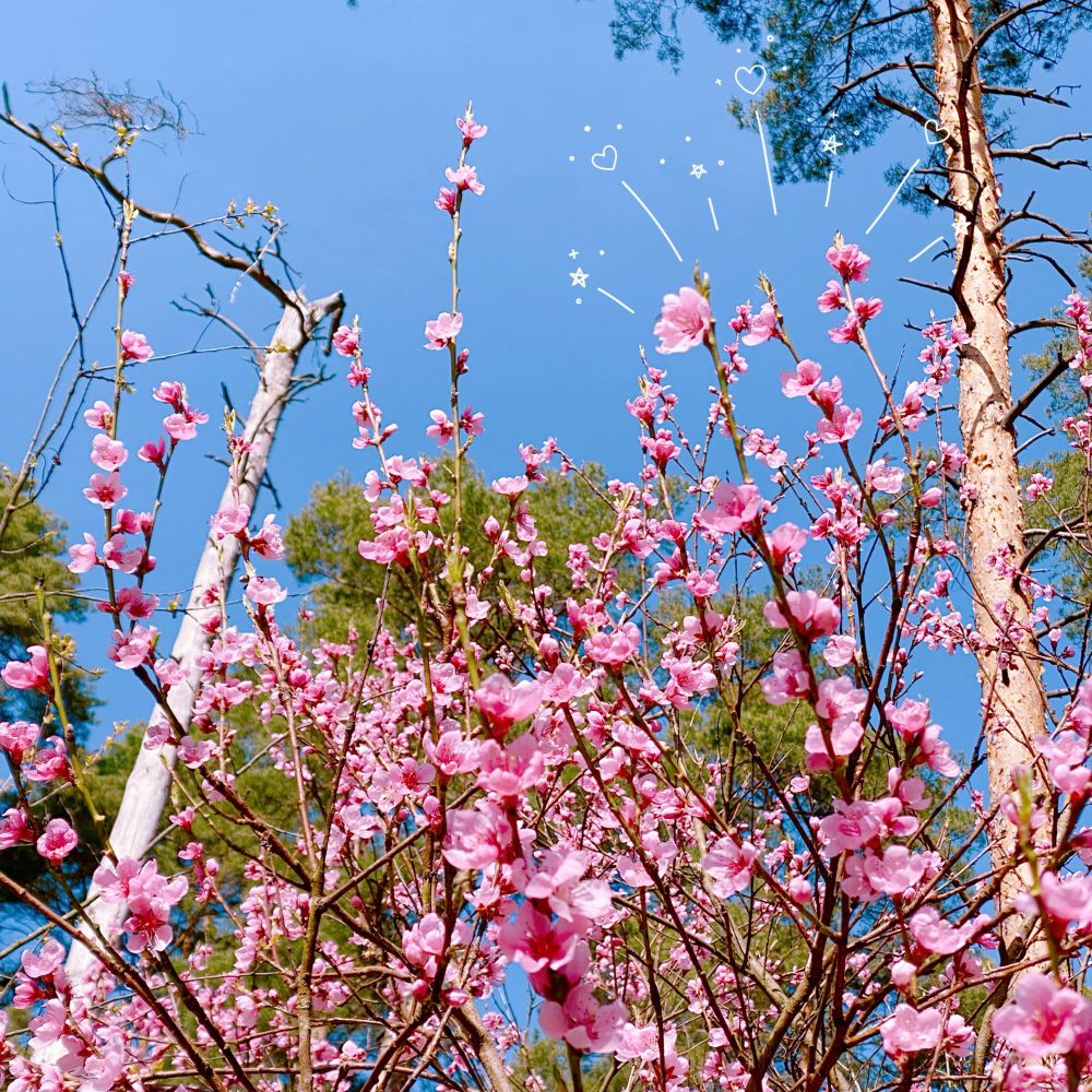 pink almond blossoms against a bright blue sky