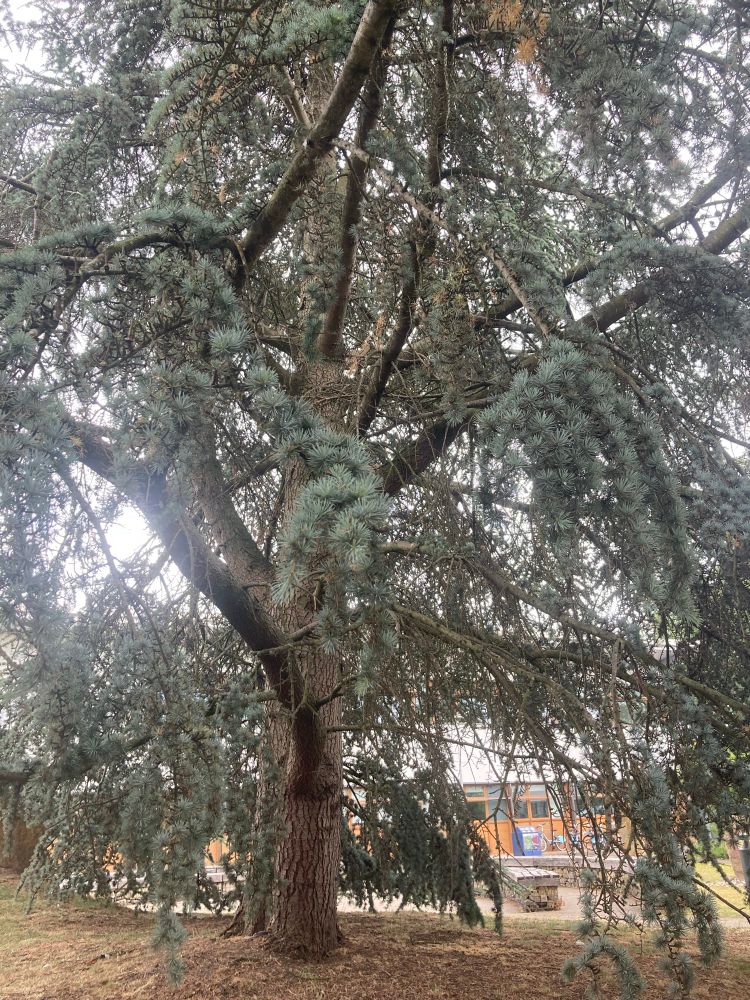 Fabulous spruce