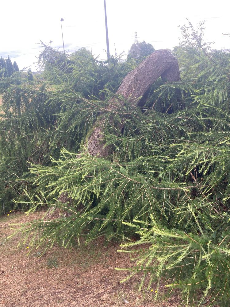 Unusual tree