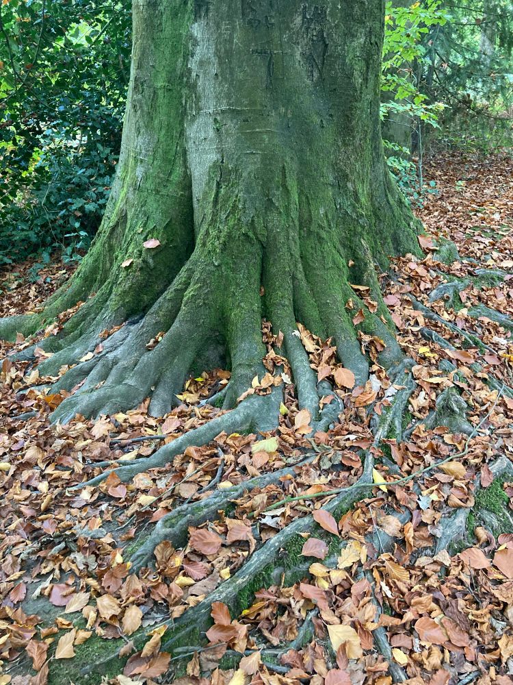 Beautiful base of a Beech tree with copper leaves 