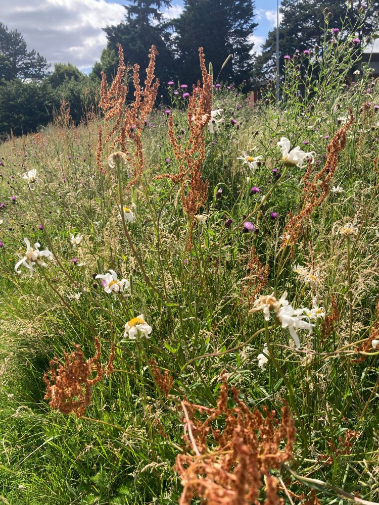 Wildflower bank