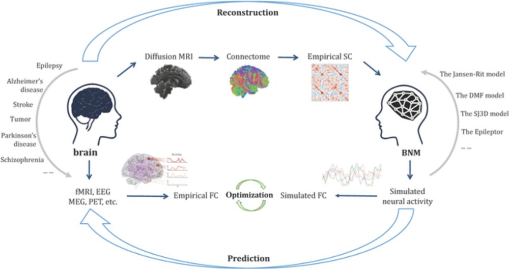 Recent Progress in Brain Network Models for Medical Applications: A Review | Health Data Science