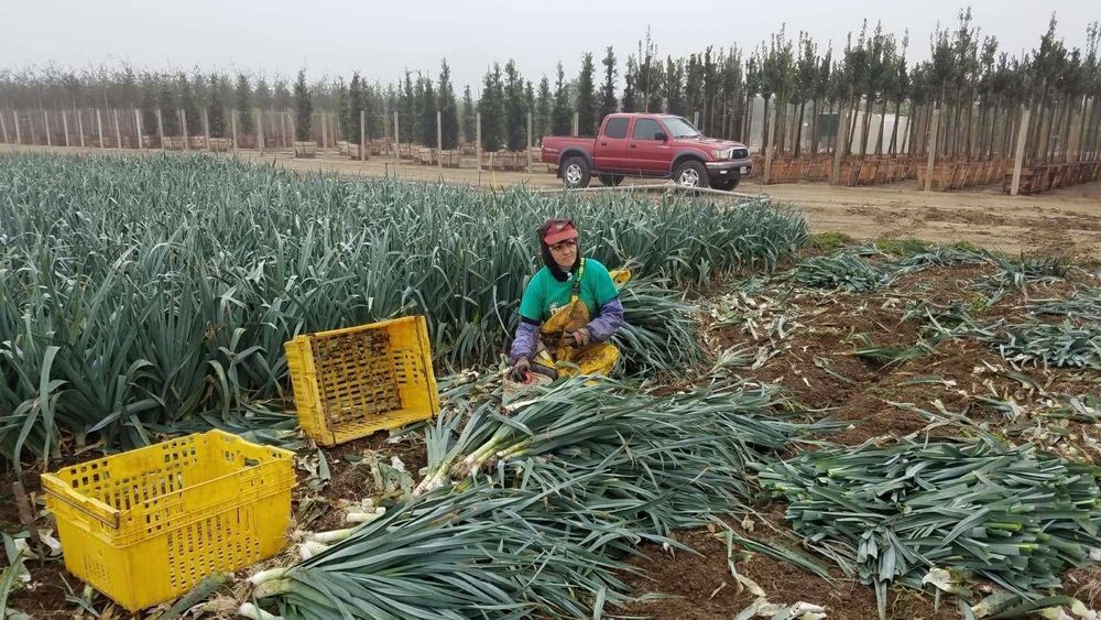 A worker kneeling in the dirt harvesting leaks