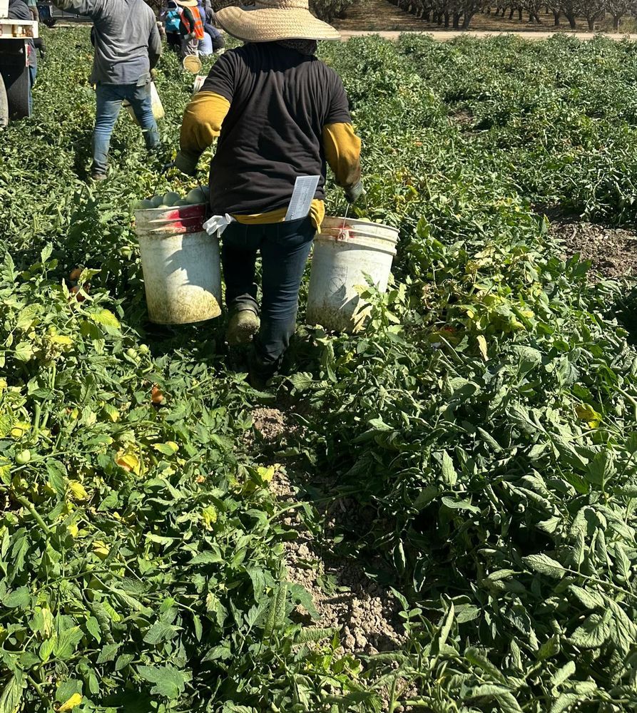 A farm worker carrying two full 24 lb buckets of tomatoes out of the field