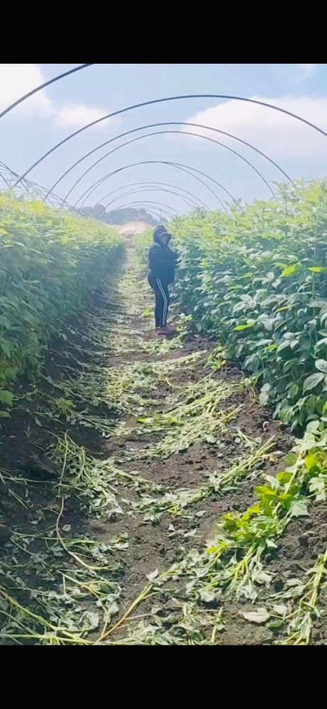 Farm worker picking blackberries