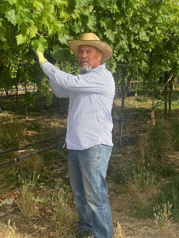 A farm worker standing in a grape vineyard