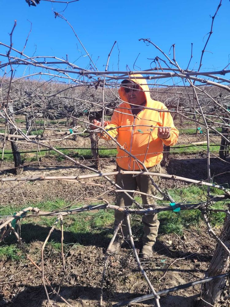 A farm worker in an orange hoodie pruning grape vines