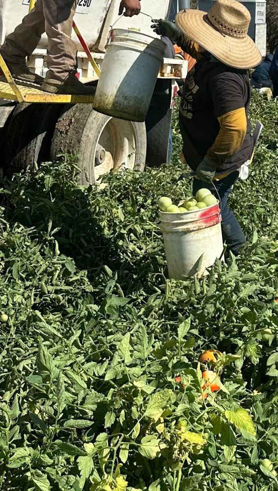 Freshly harvested tomatoes in a field