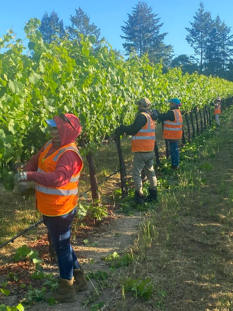 Workers in a wine grape vineyard