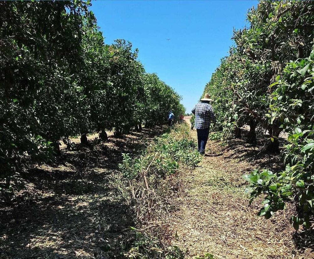 I'm working pruning citrus trees