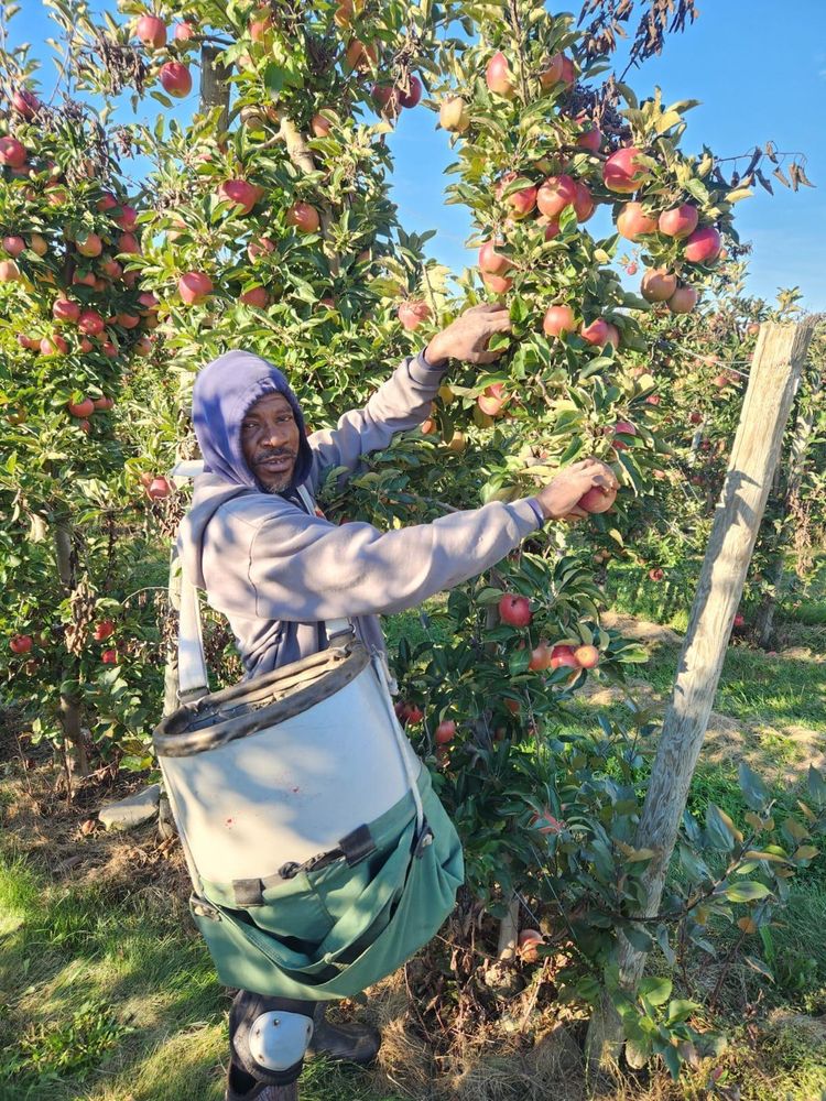 A worker harvesting apples on a ladder in New York state