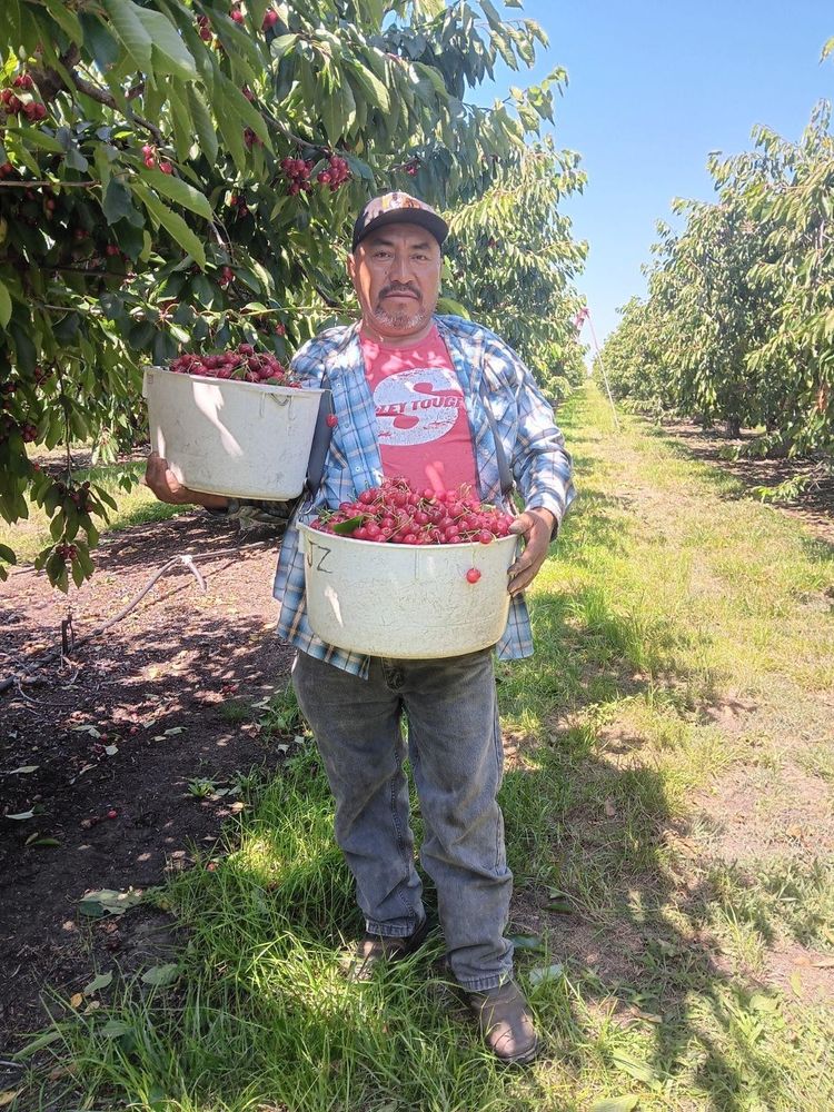 Farm worker holding the cherries he just picked