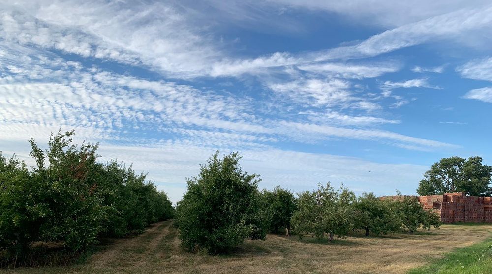 A New York apple orchard