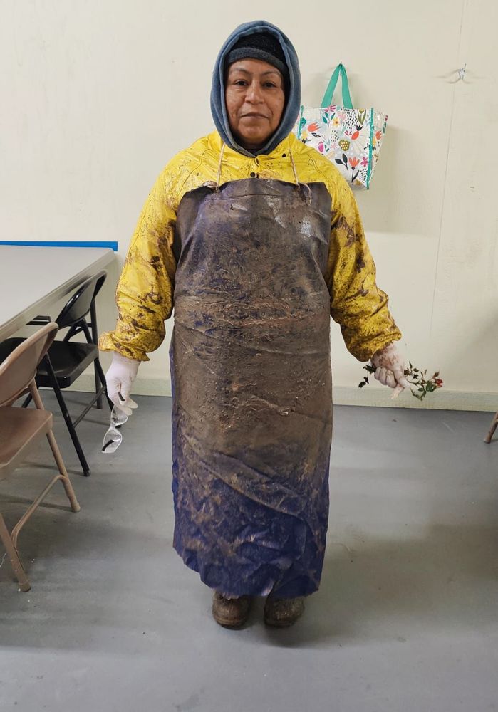 Farm worker in a muddy apron working in a Rose nursery