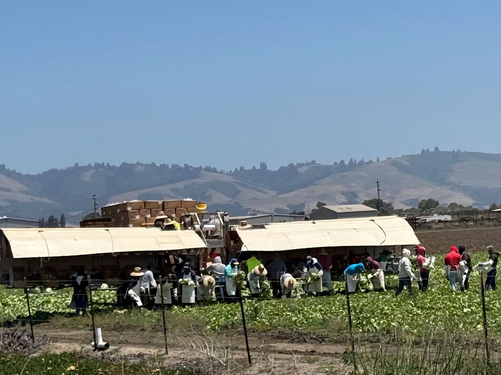 Workers harvesting watermelons