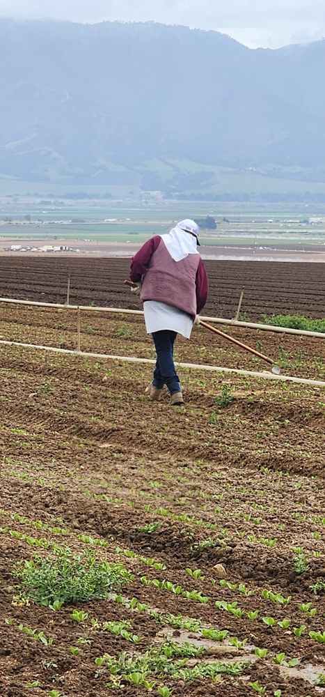 A farm worker weeding and thinning a lettuce field