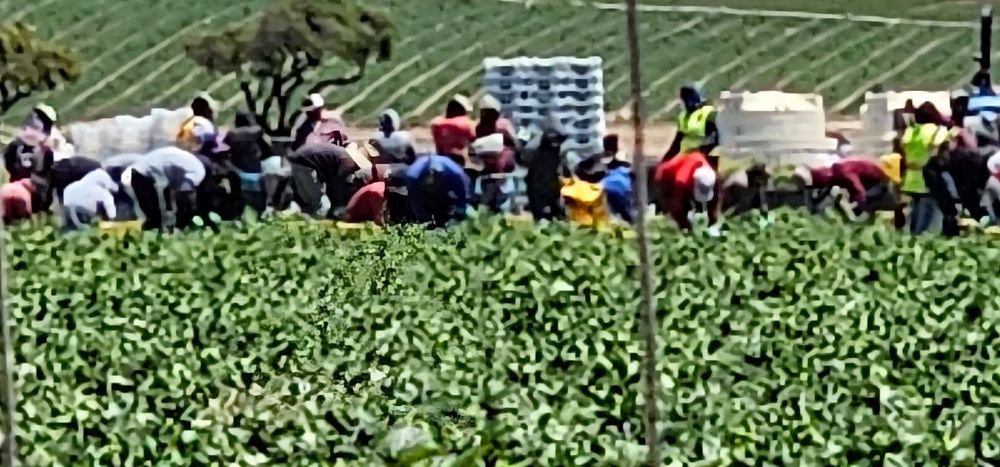 Farm workers harvesting green beans
