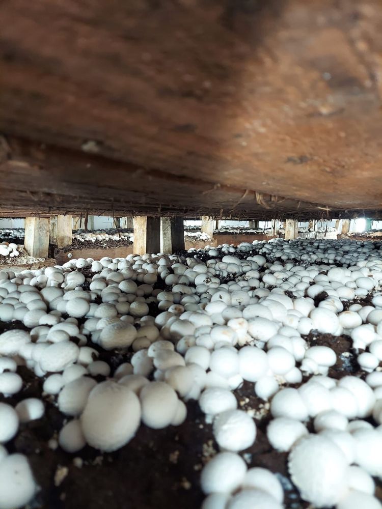 Trays of mushrooms grown indoors
