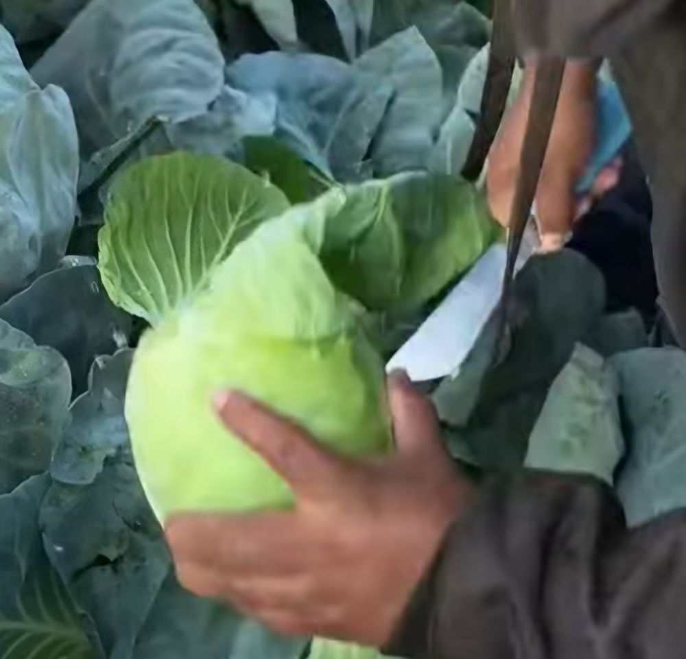 Work worker holding a cabbage he just harvested