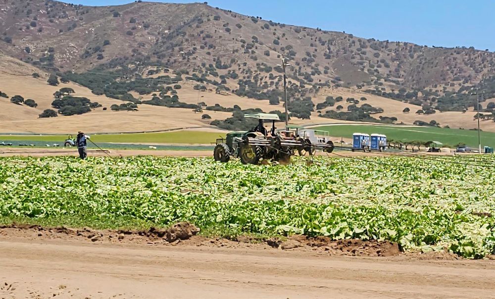 A romaine lettuce field after the crop was harvested with a tractor in the field as they pick up the irrigation hoses
