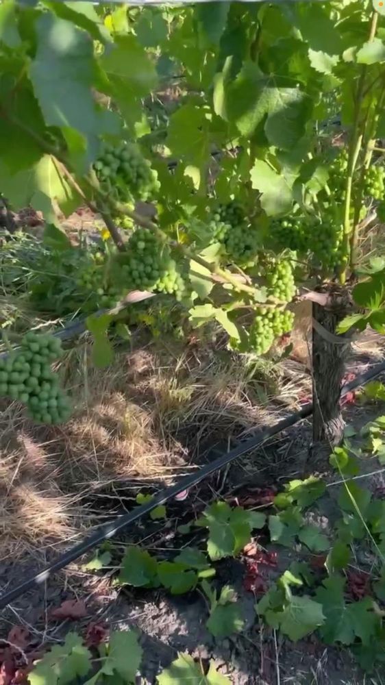 A great vineyard where workers are deleafing and rhinning the grapevines
