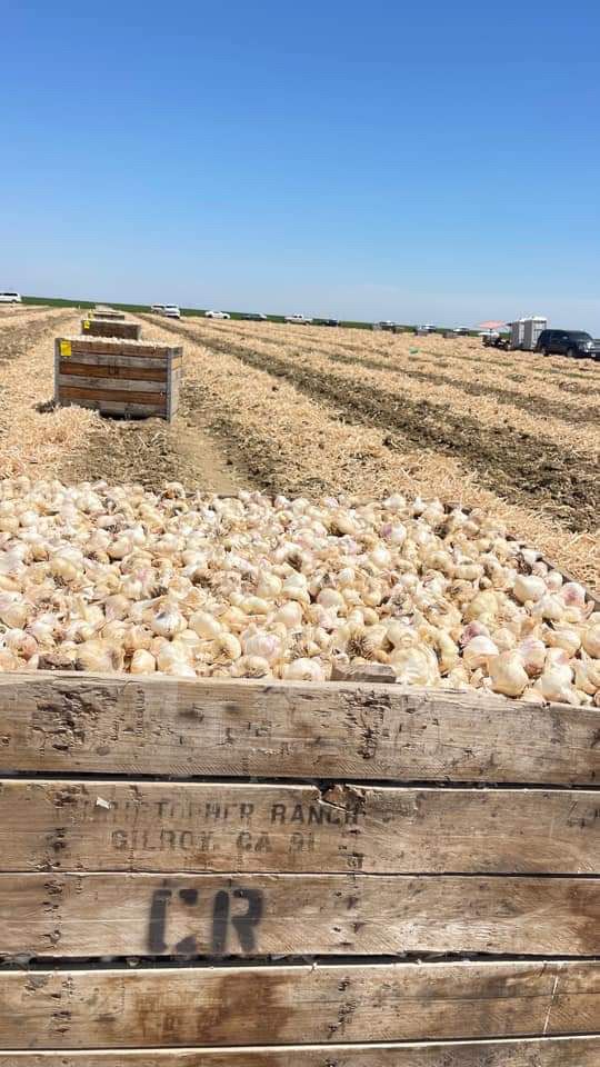 A photo of a full 900 lb bin of of garlic in a Huron CA garlic field. Other full bins in the background.