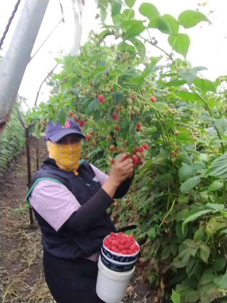Worker harvesting raspberries 