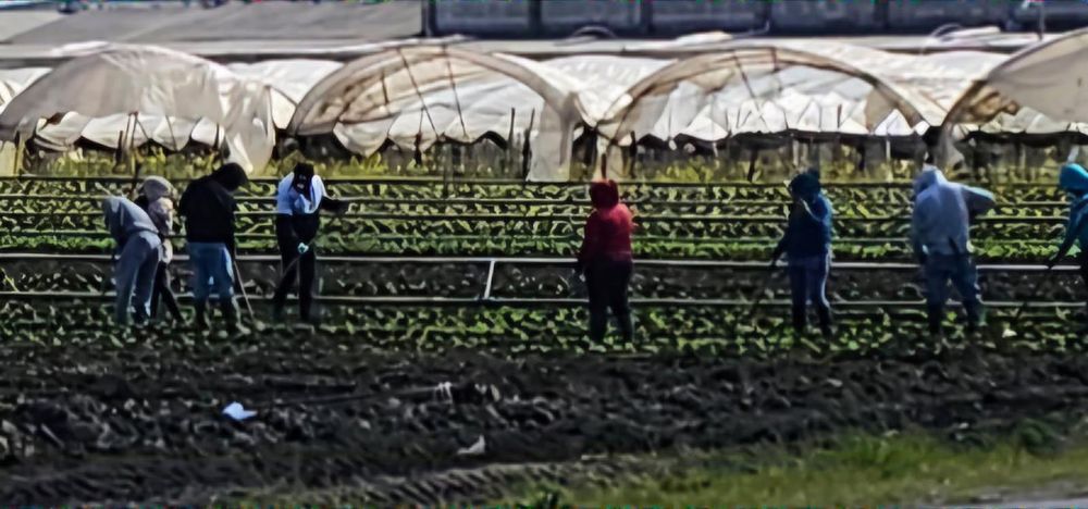 Farm workers weeding and thinning out a lettuce field