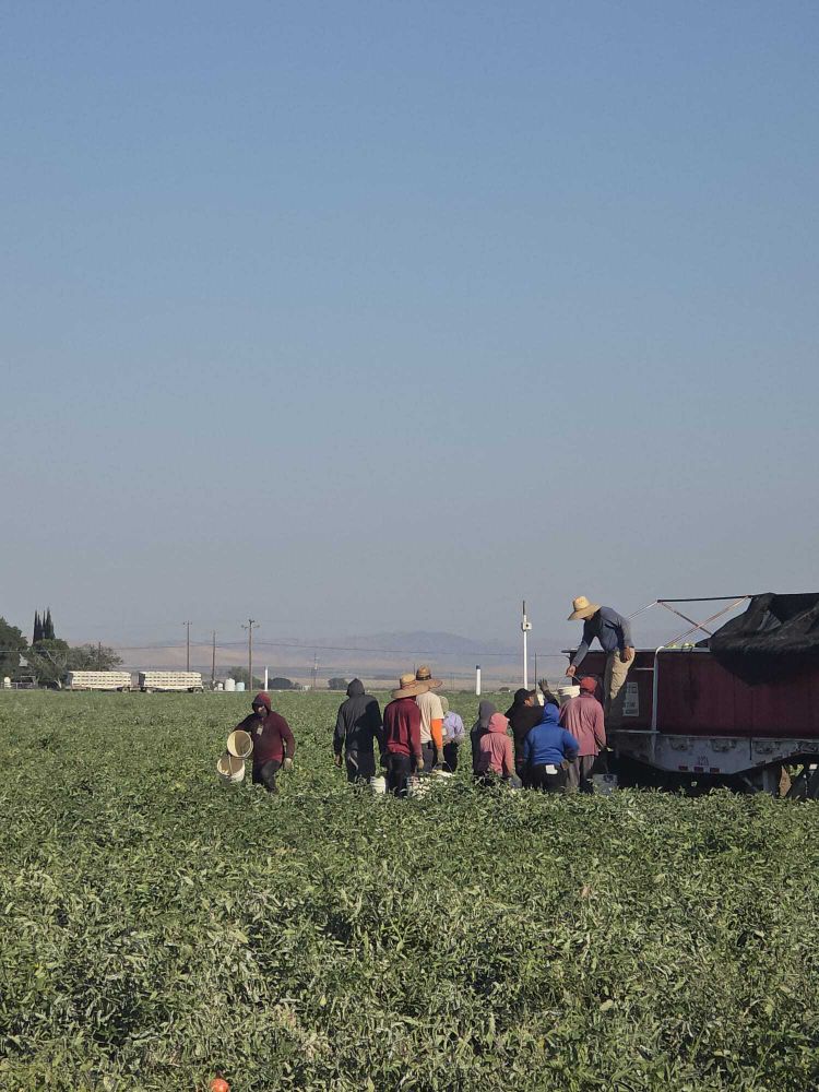 Tomato workers in a field