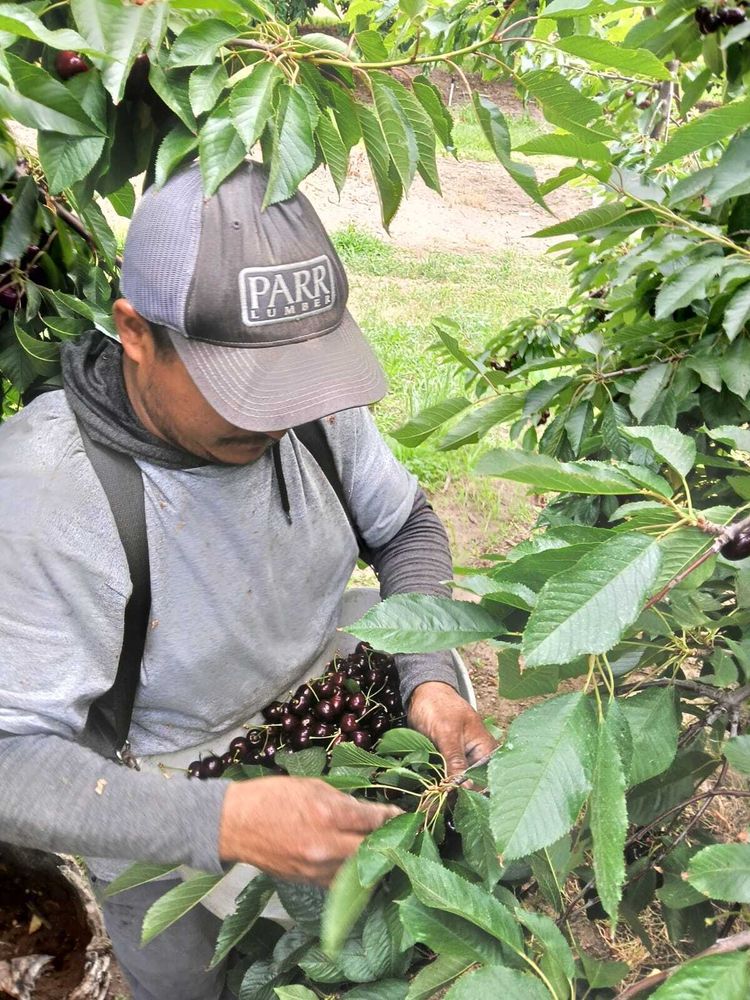 A worker harvesting cherries 