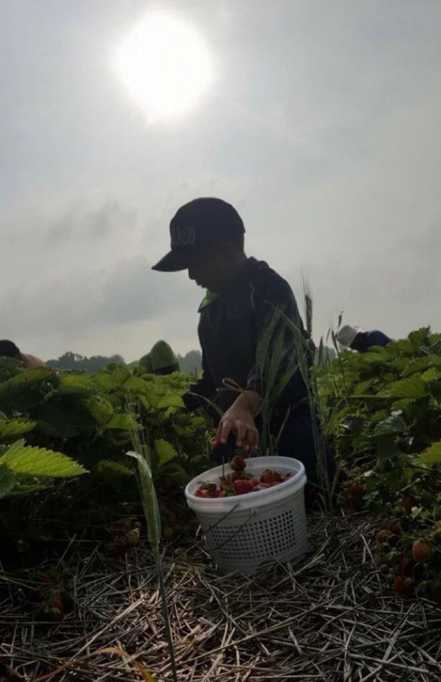 child strawberry harvester at work under a hot sun 