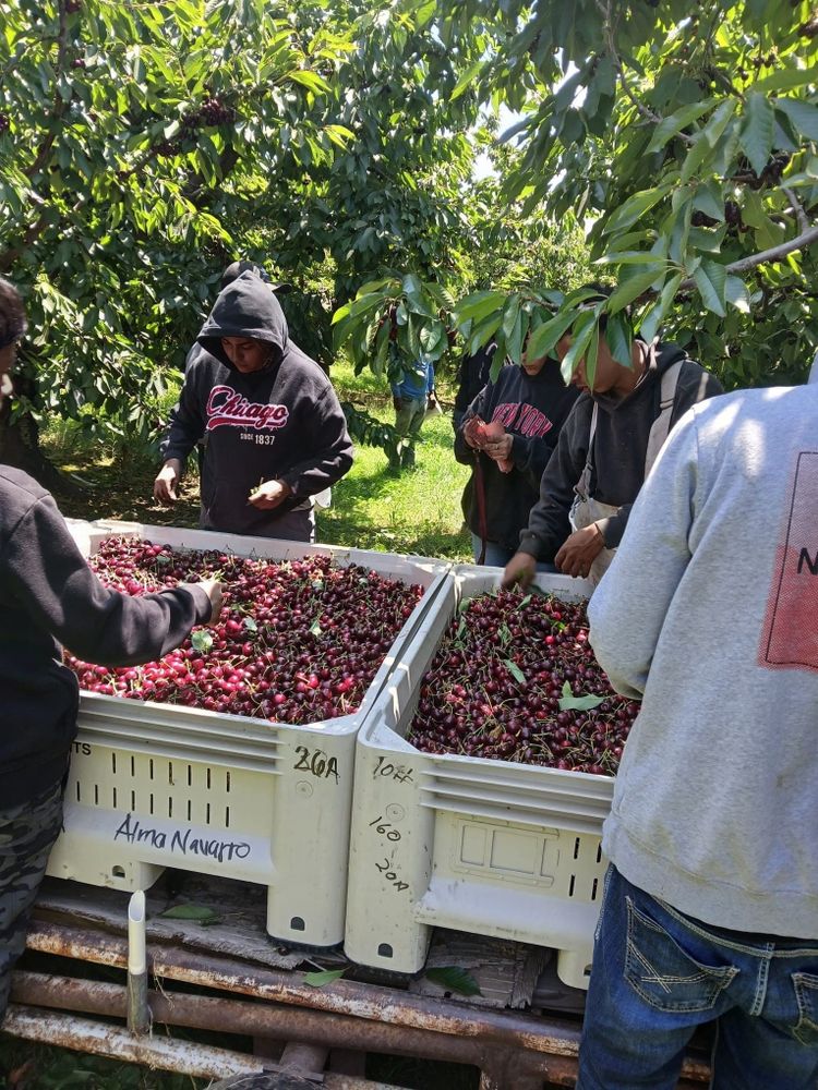 Cherry harvesters turning in their cherries
