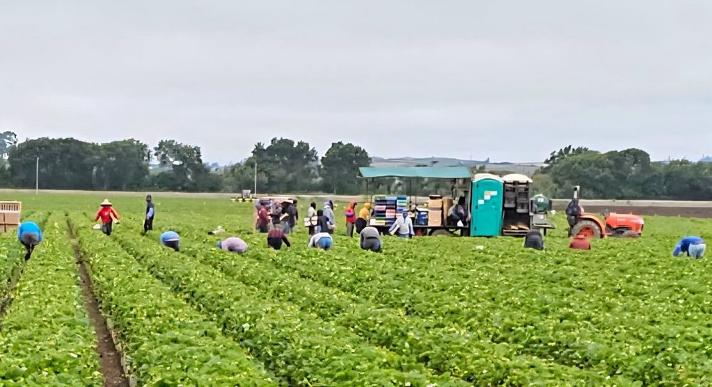 Farm workers picking strawberries